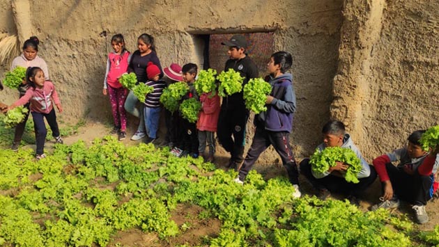 Cosechando hortalizas en escuelas de Cochabamba